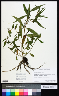 Ludwigia decurrens image