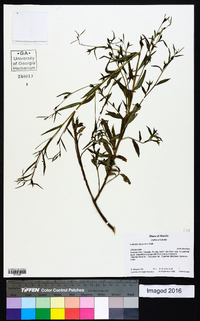 Ludwigia decurrens image