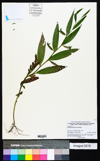 Ludwigia decurrens image