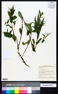 Ludwigia decurrens image