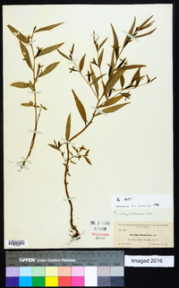 Ludwigia decurrens image