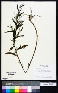 Ludwigia decurrens image