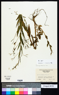 Ludwigia decurrens image