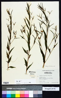 Ludwigia decurrens image