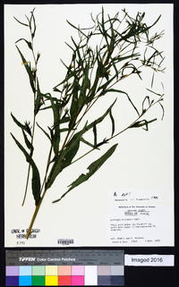 Ludwigia decurrens image