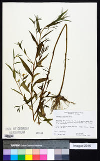 Ludwigia decurrens image