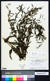 Ludwigia decurrens image