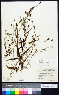 Ludwigia decurrens image