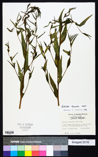 Ludwigia decurrens image