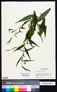 Ludwigia decurrens image