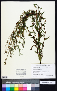 Ludwigia decurrens image