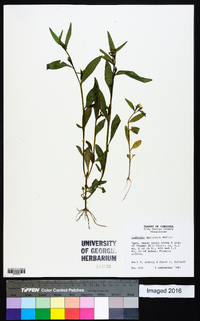 Ludwigia decurrens image