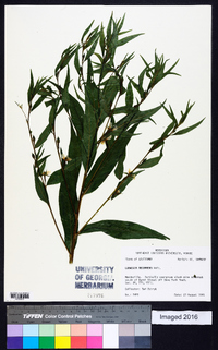 Ludwigia decurrens image