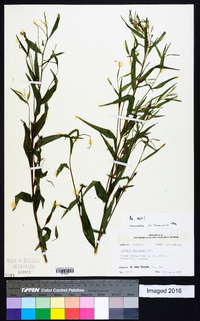 Ludwigia decurrens image