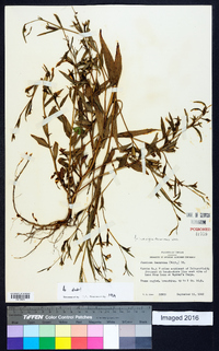 Ludwigia decurrens image