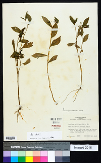 Ludwigia decurrens image