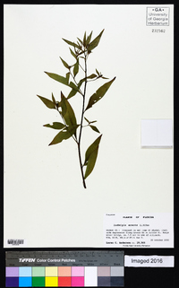 Ludwigia erecta image