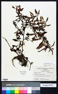 Ludwigia glandulosa image