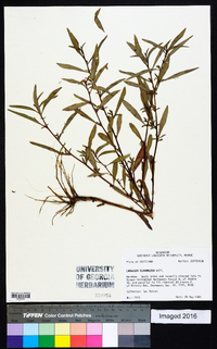 Ludwigia glandulosa image