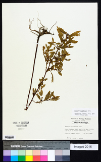 Ludwigia glandulosa image