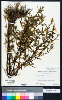 Ludwigia glandulosa image