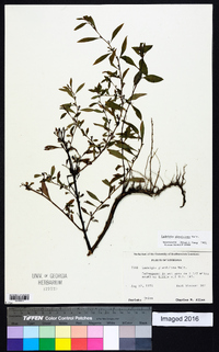 Ludwigia glandulosa image