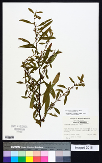 Ludwigia glandulosa image