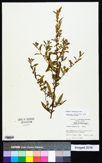 Ludwigia glandulosa image