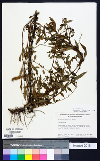 Ludwigia glandulosa image