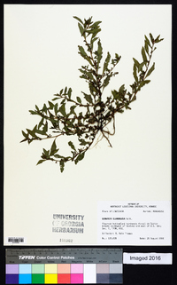 Ludwigia glandulosa image