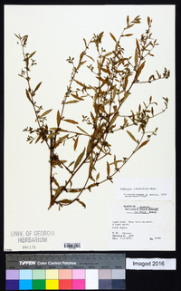 Ludwigia glandulosa image