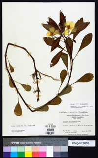 Ludwigia hexapetala image