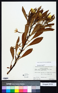 Ludwigia hexapetala image