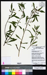 Ludwigia leptocarpa image