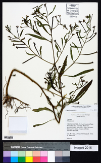 Ludwigia leptocarpa image