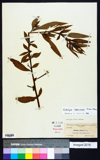 Ludwigia leptocarpa image