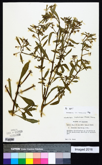 Ludwigia leptocarpa image