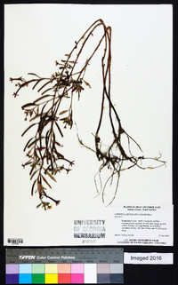 Ludwigia leptocarpa image