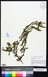 Ludwigia leptocarpa image