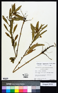 Ludwigia leptocarpa image