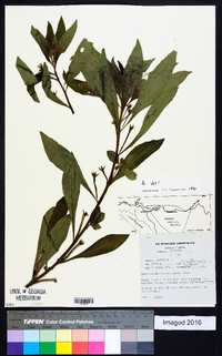 Ludwigia leptocarpa image