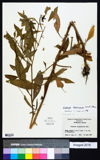 Ludwigia leptocarpa image