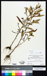 Ludwigia leptocarpa image