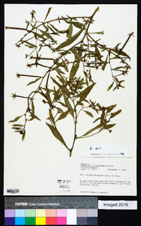 Ludwigia leptocarpa image