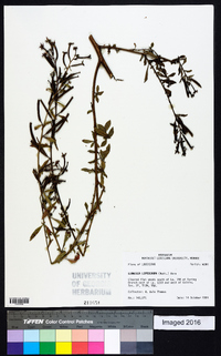 Ludwigia leptocarpa image