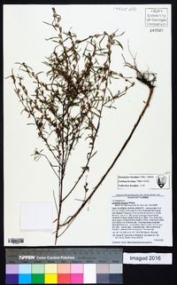 Ludwigia linearis image