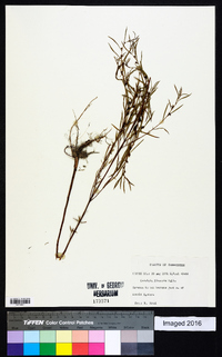 Ludwigia linearis image