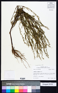 Ludwigia linearis image