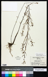 Ludwigia linearis image