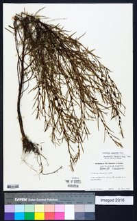 Ludwigia linearis image